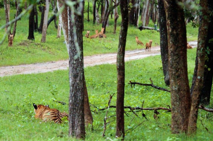 Sri Penusila Narasimha Wildlife Sanctuary